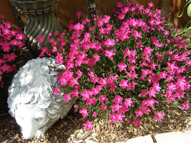 flowers june 2015 007 (Small).JPG