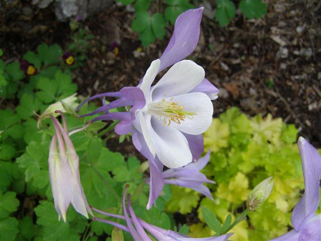 flowers june 2015 008 (Small).JPG