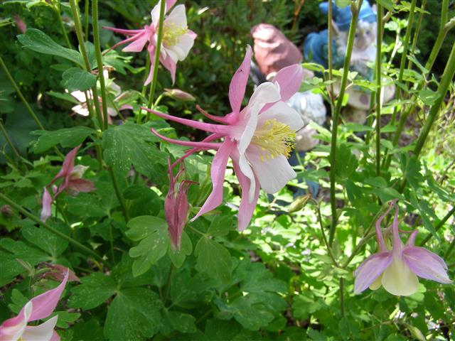 flowers june 2015 009 (Small).JPG