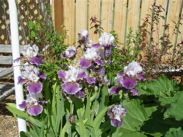 flowers june 2015 012 (Small).JPG