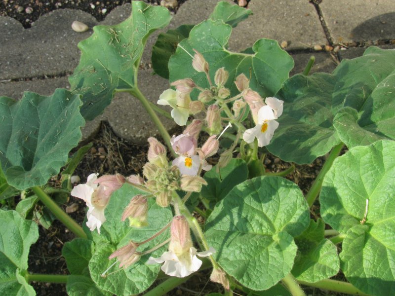 Flowers on mystery flower.jpg