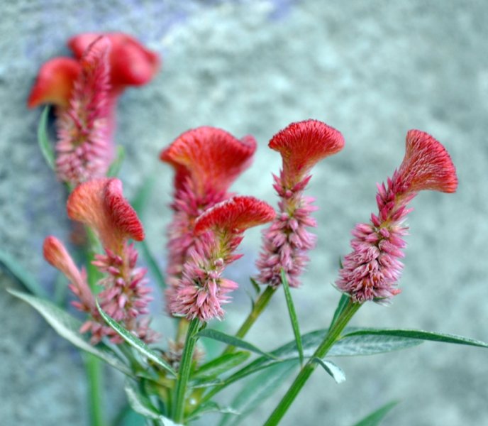 Flowerspink.jpg