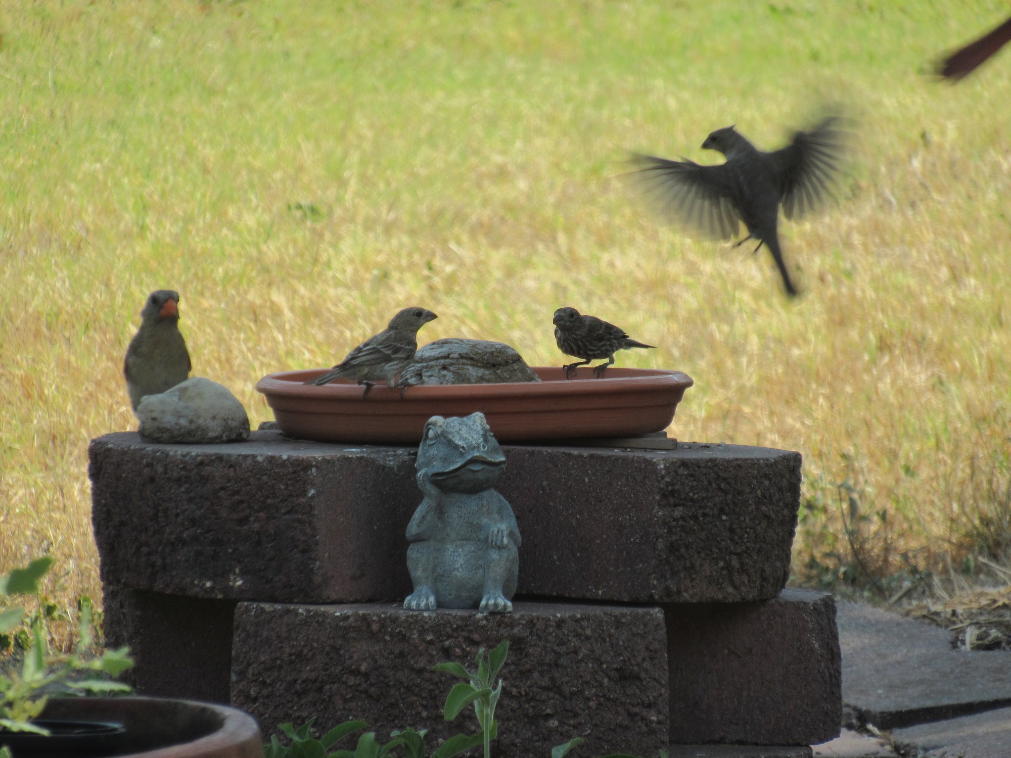 Fly in for a sip.jpg