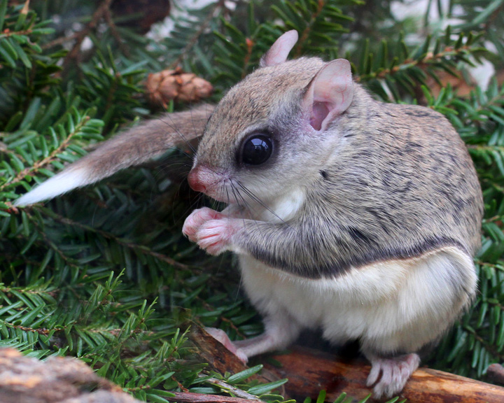 flying-squirrel3-img_8531.jpg