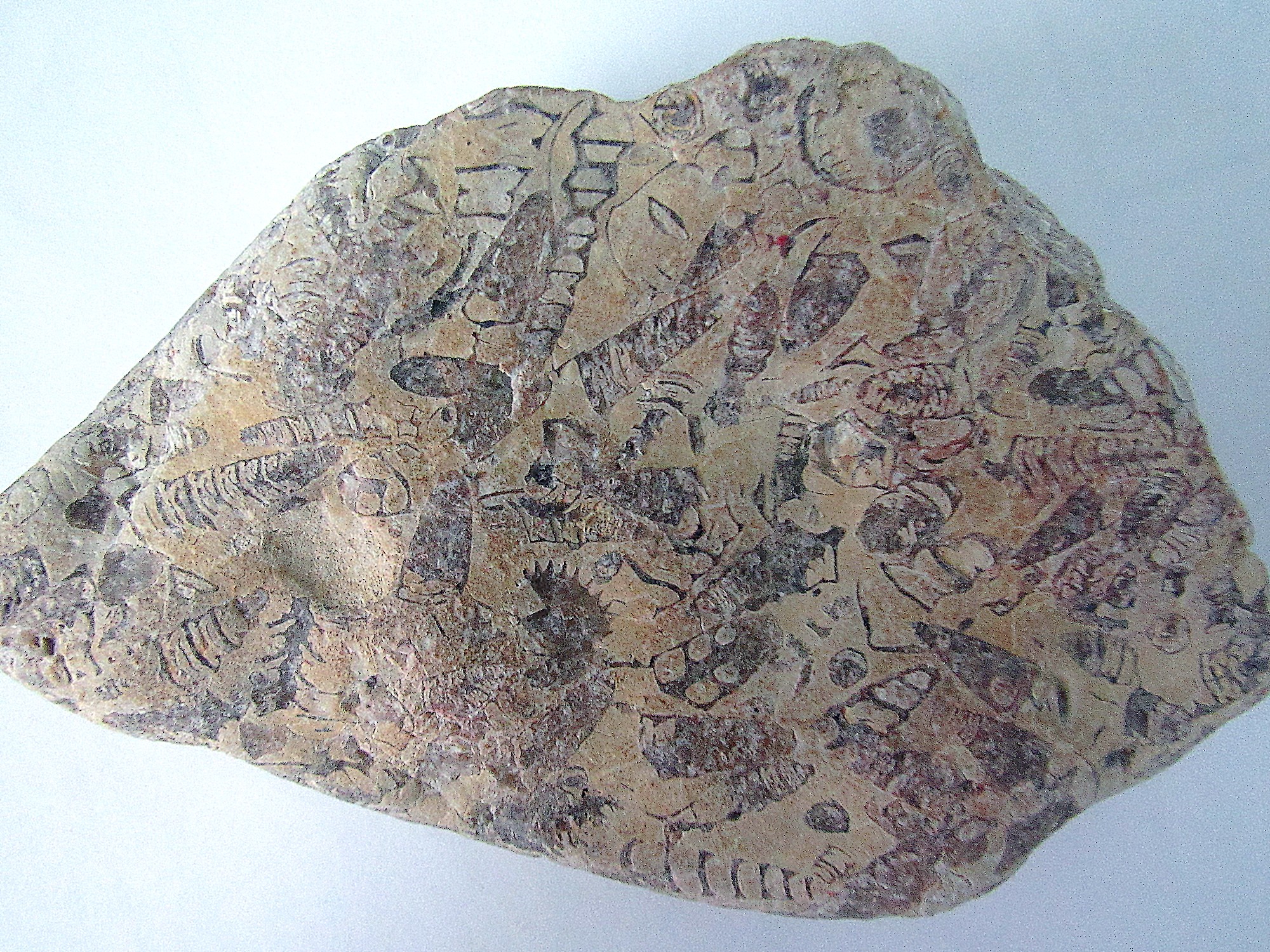 Fossil a.jpg