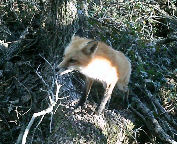 FOX~2.jpg