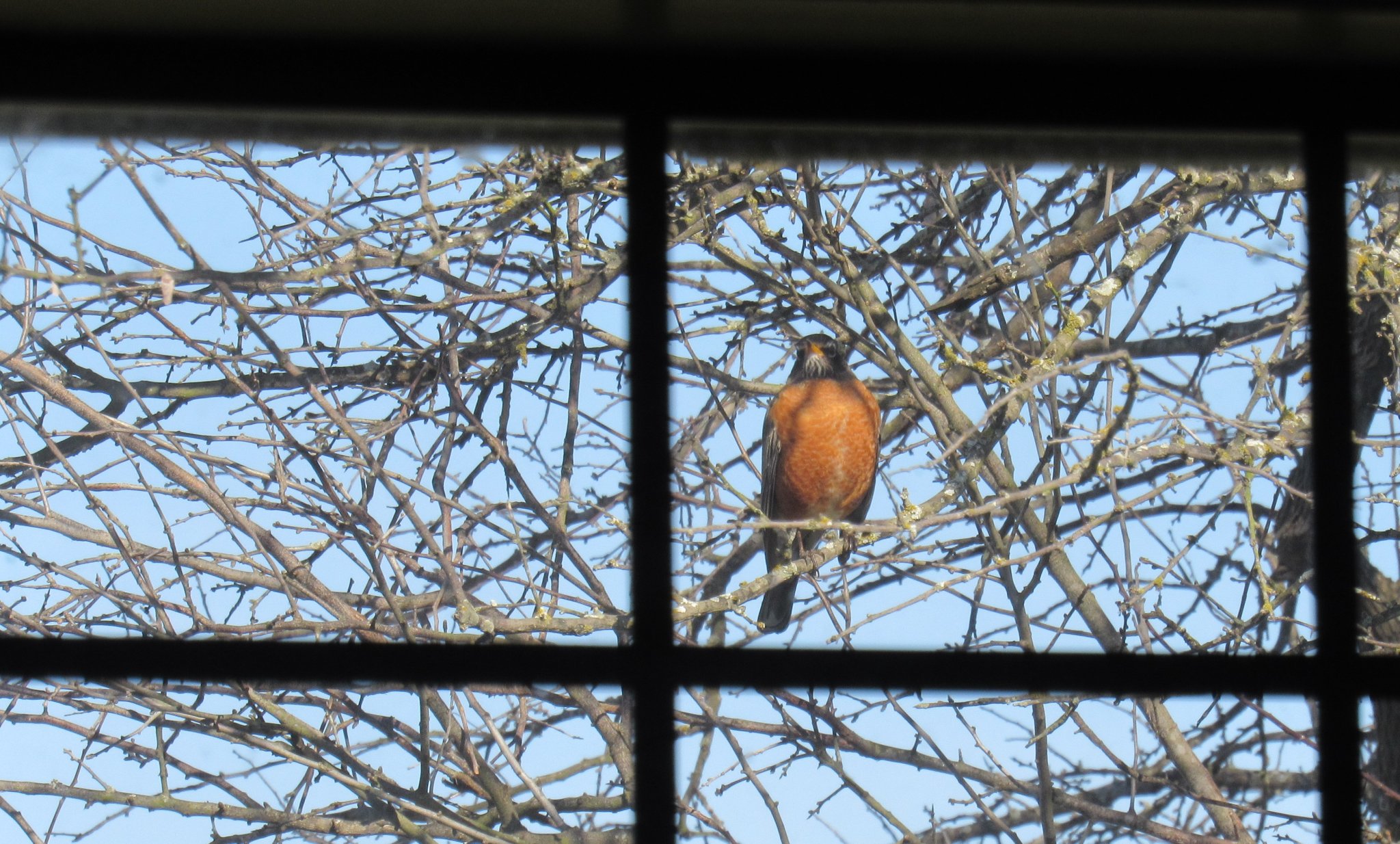 Framed Robin.jpg