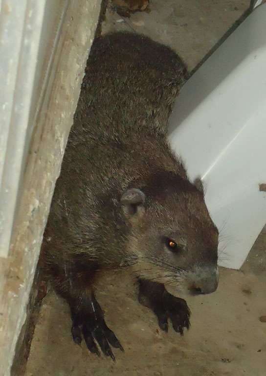 Fred the groundhog J.jpg
