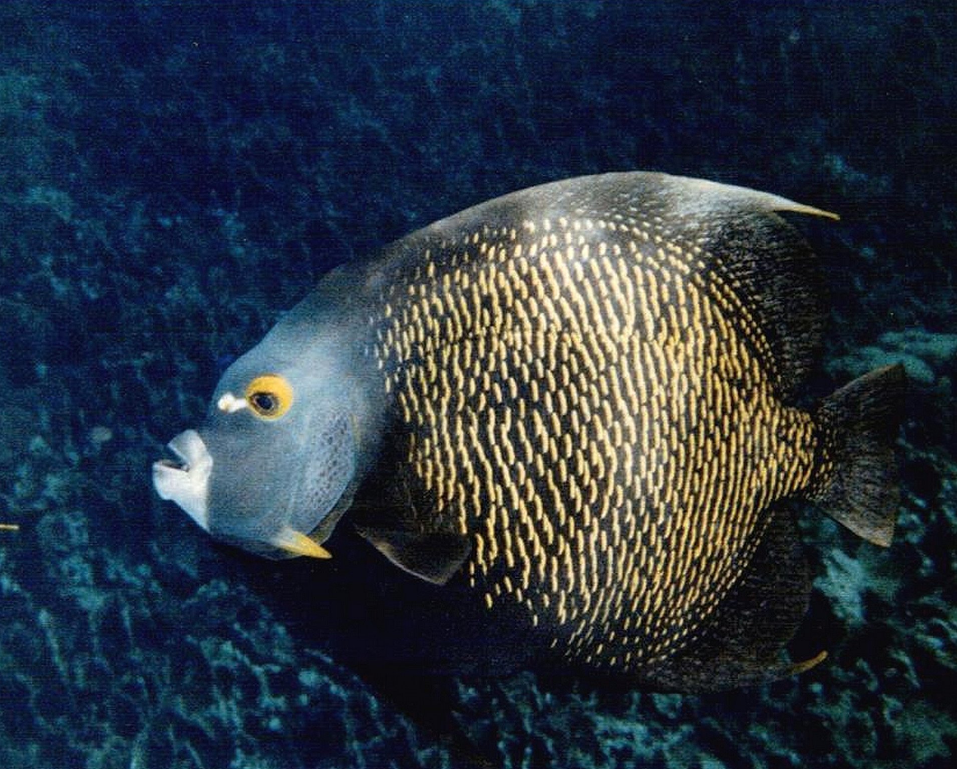 French Angelfish.jpg