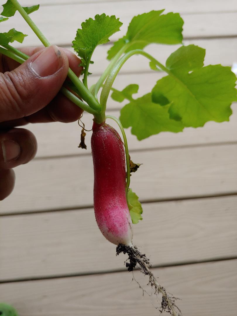 French Breakfast Radish.jpg