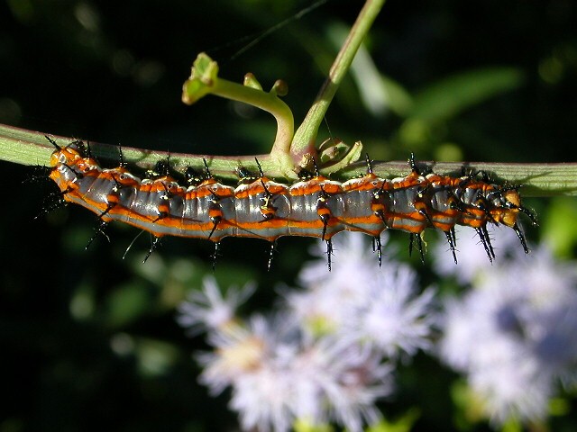 Frit. INstar.JPG