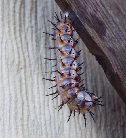 Frit Pupa Start.JPG
