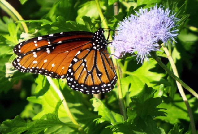 fritillary 4.jpg