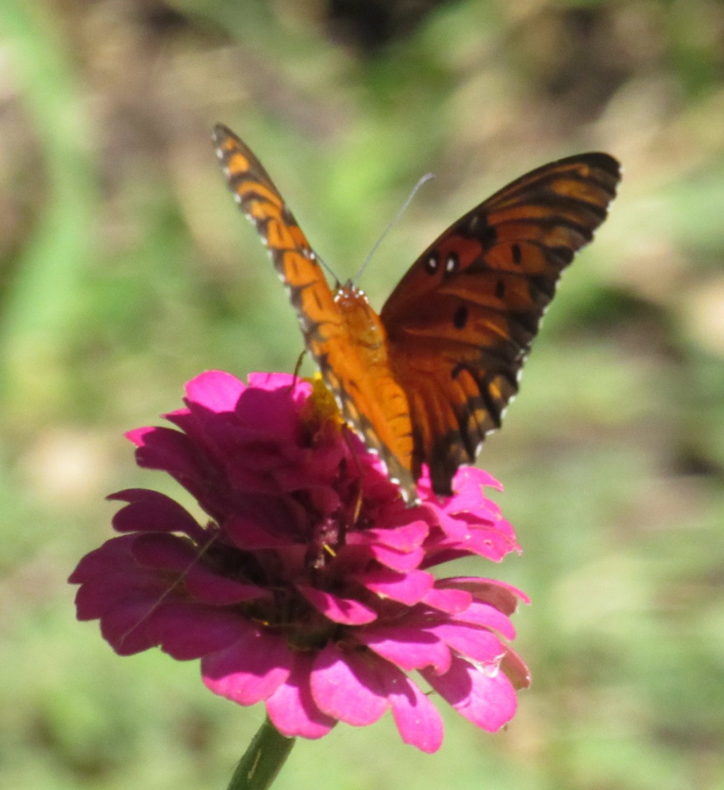Frittilary on zinnia.jpg