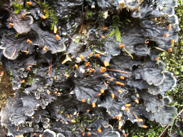Frog Pelt Lichen 1.jpg