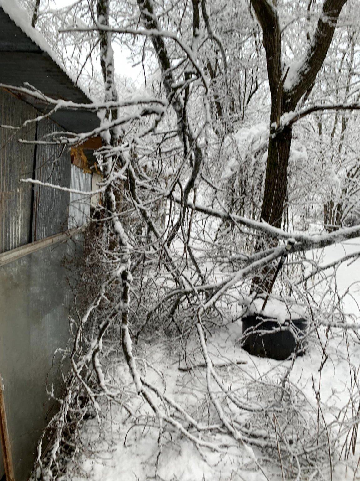front of shed n chicken coop.jpg