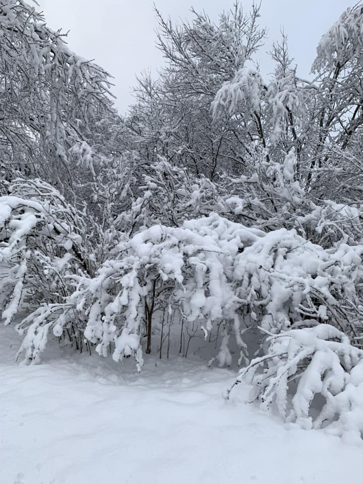 front yard 1.2023.jpg