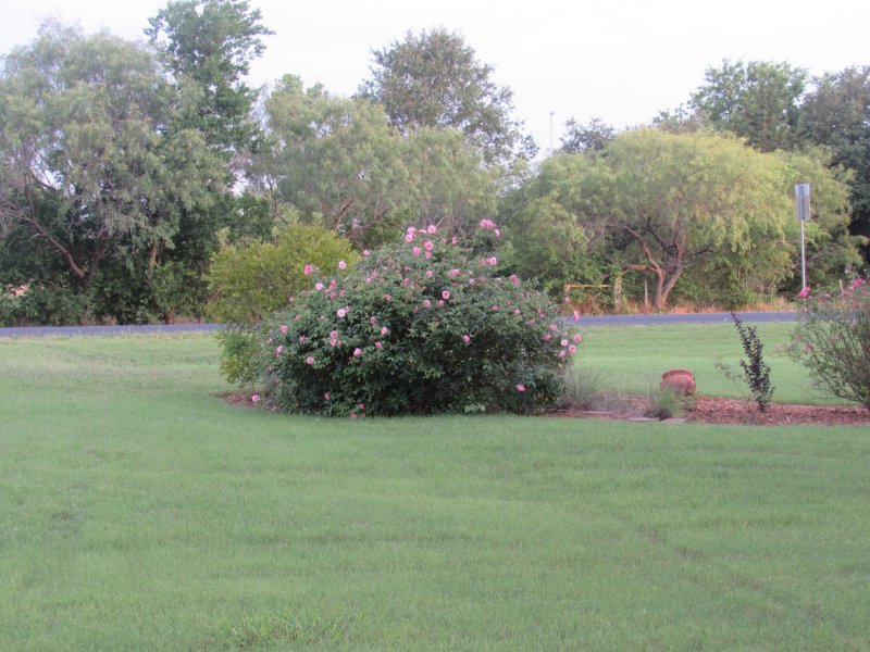 front yard rose.jpg