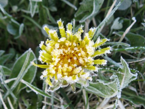 Frosty Dandilion.JPG