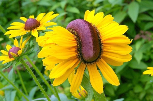 fukushima-mutant-flowers.jpg