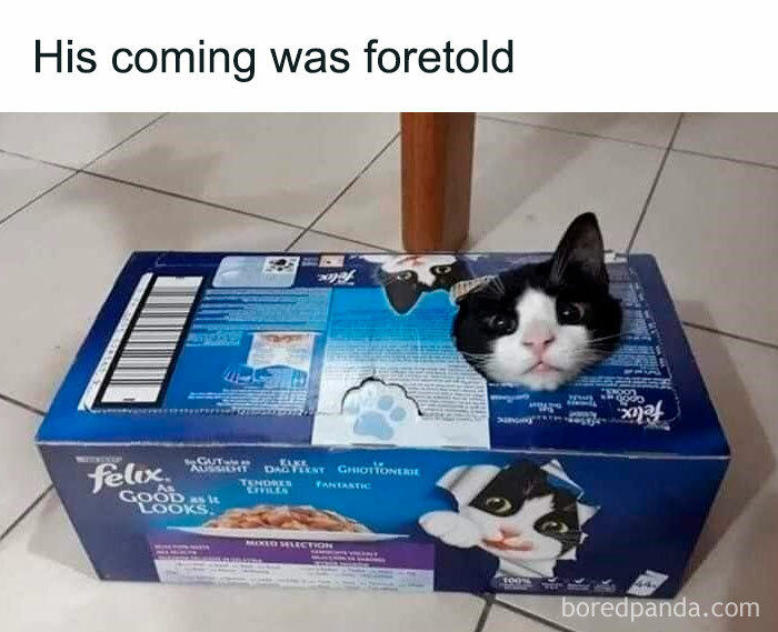 funny-cat-memes-pics-2-68c14a83df7d0__700.jpg