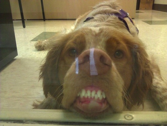 funny-pics-of-dogs-faces-on-windows-Brown-Dog-Pressing-Face-on-window.jpg