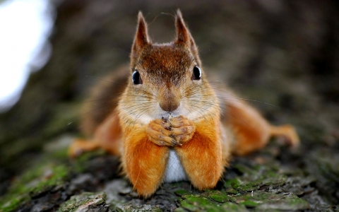 Funny-Squirrel-17.jpg