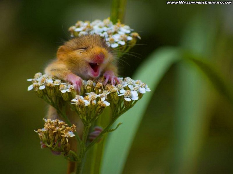 funny-wallpapers-free-6.jpg
