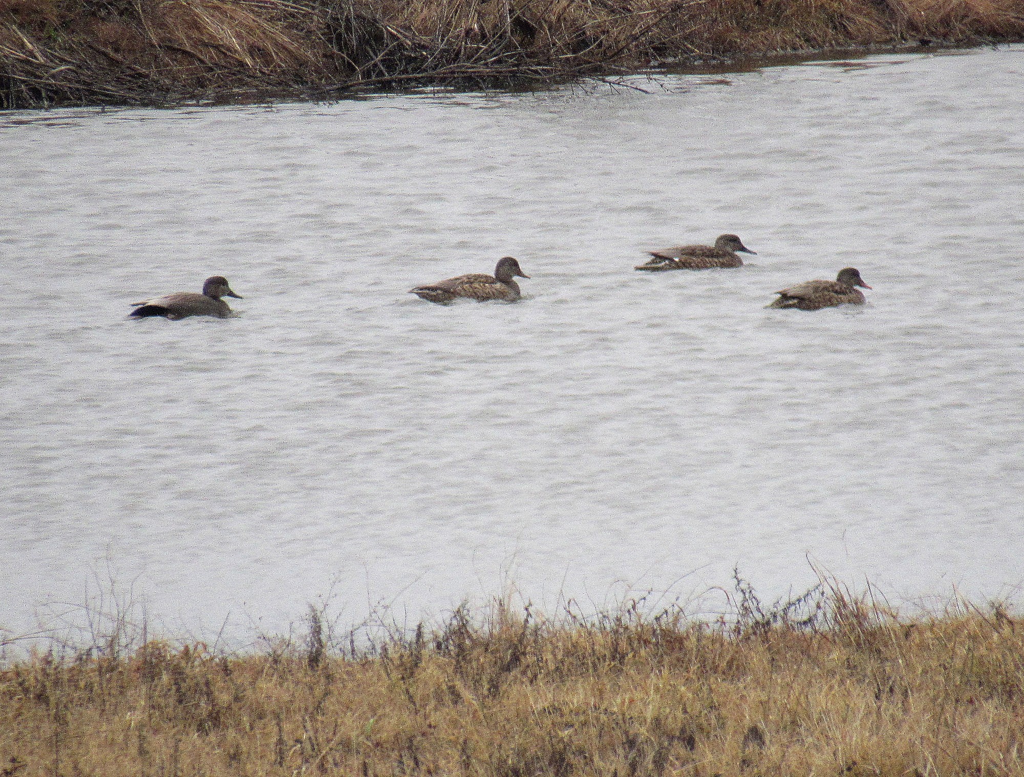 Gadwalls.jpg