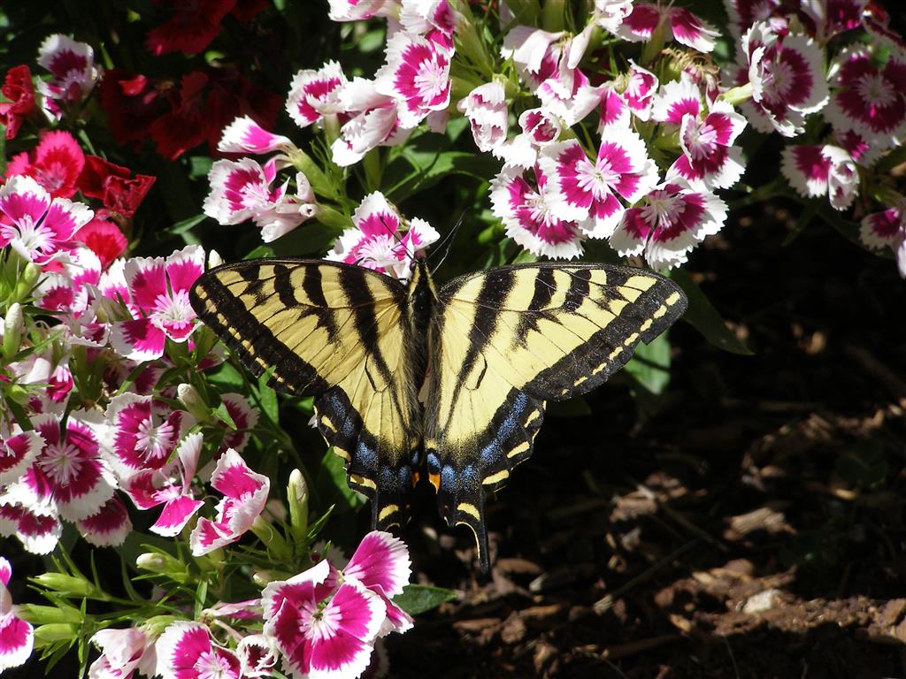 garden 005 (Medium).JPG