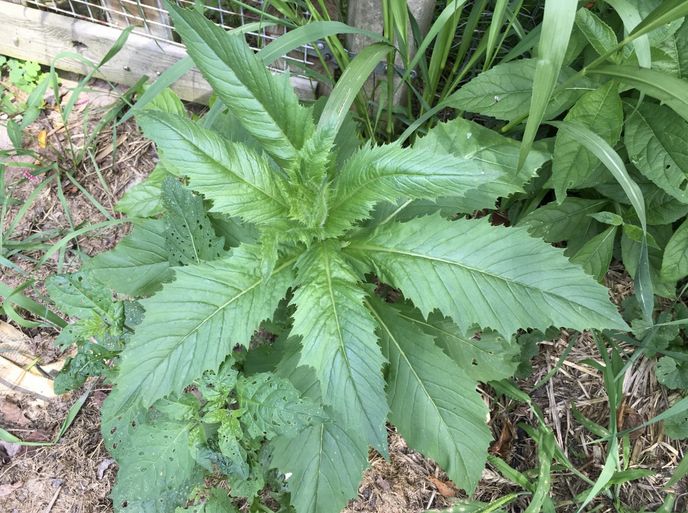 Garden 8-17-17a.jpg
