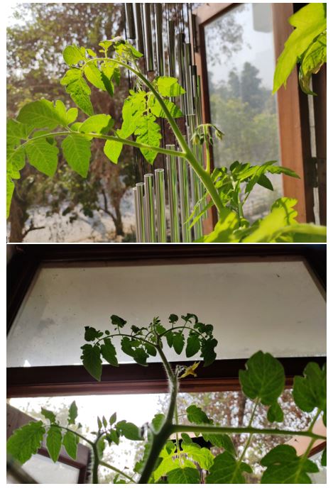 garden.JPG