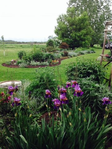 garden.JPG