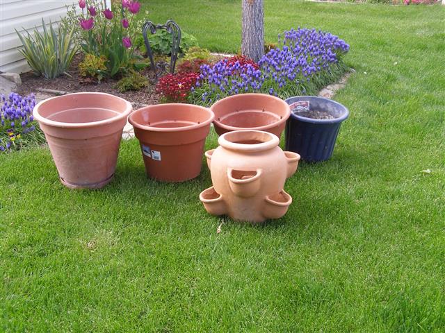 garden pots 007 (Small).JPG