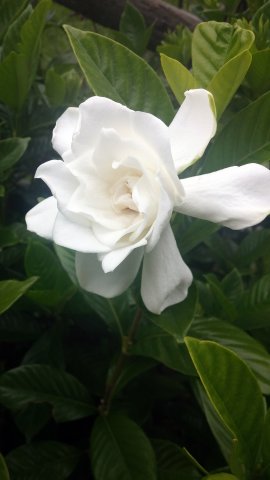 gardenia.jpg