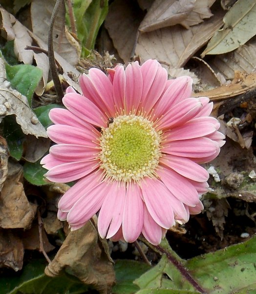 Gerberapink.JPG