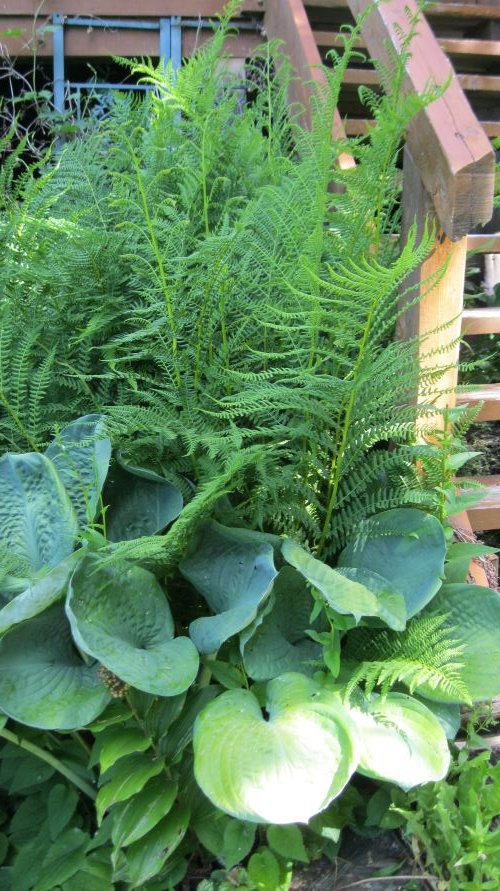 giant hosta and fern.JPG