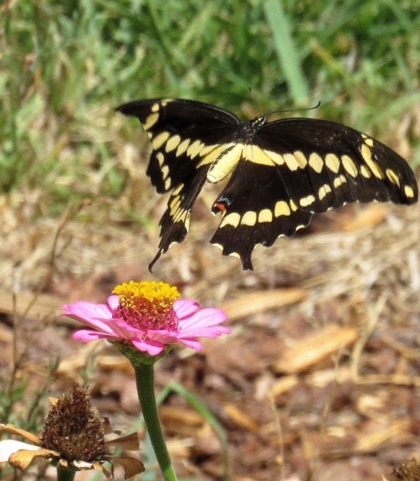 Giant Swallowtail b.jpg