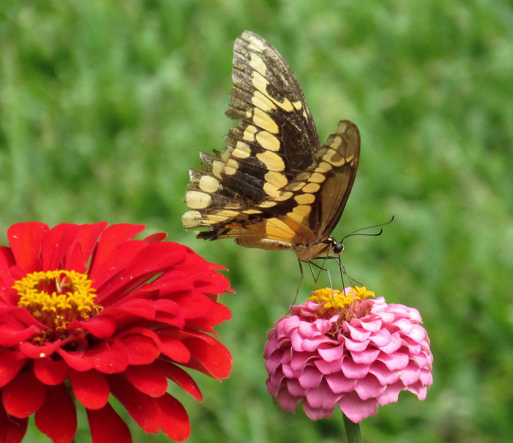 Giant Swallowtail b.jpg