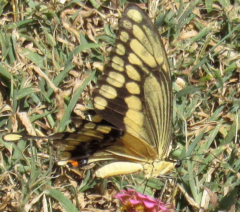 Giant Swallowtail butterfly.jpg