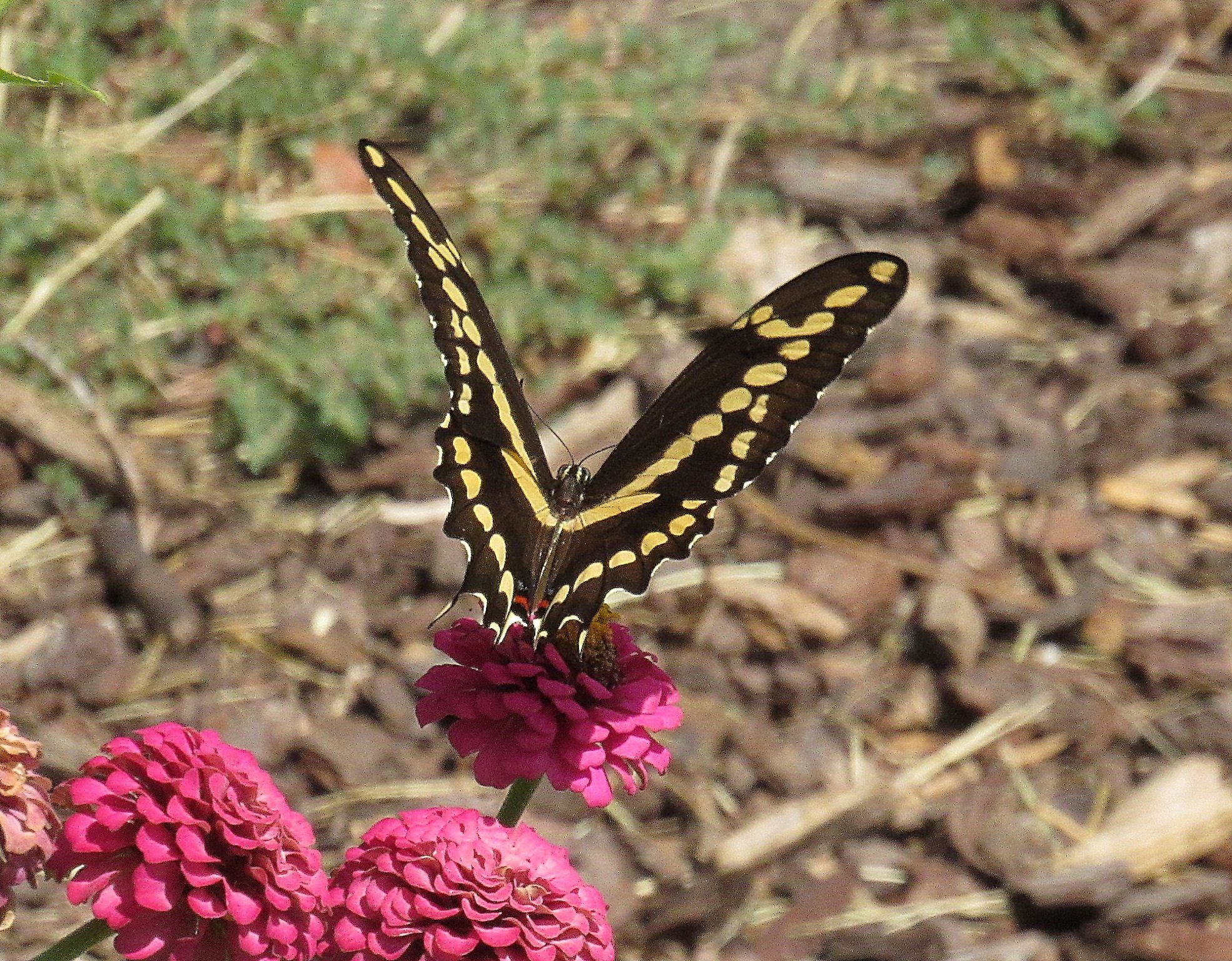 Giant Swallowtail c.jpg