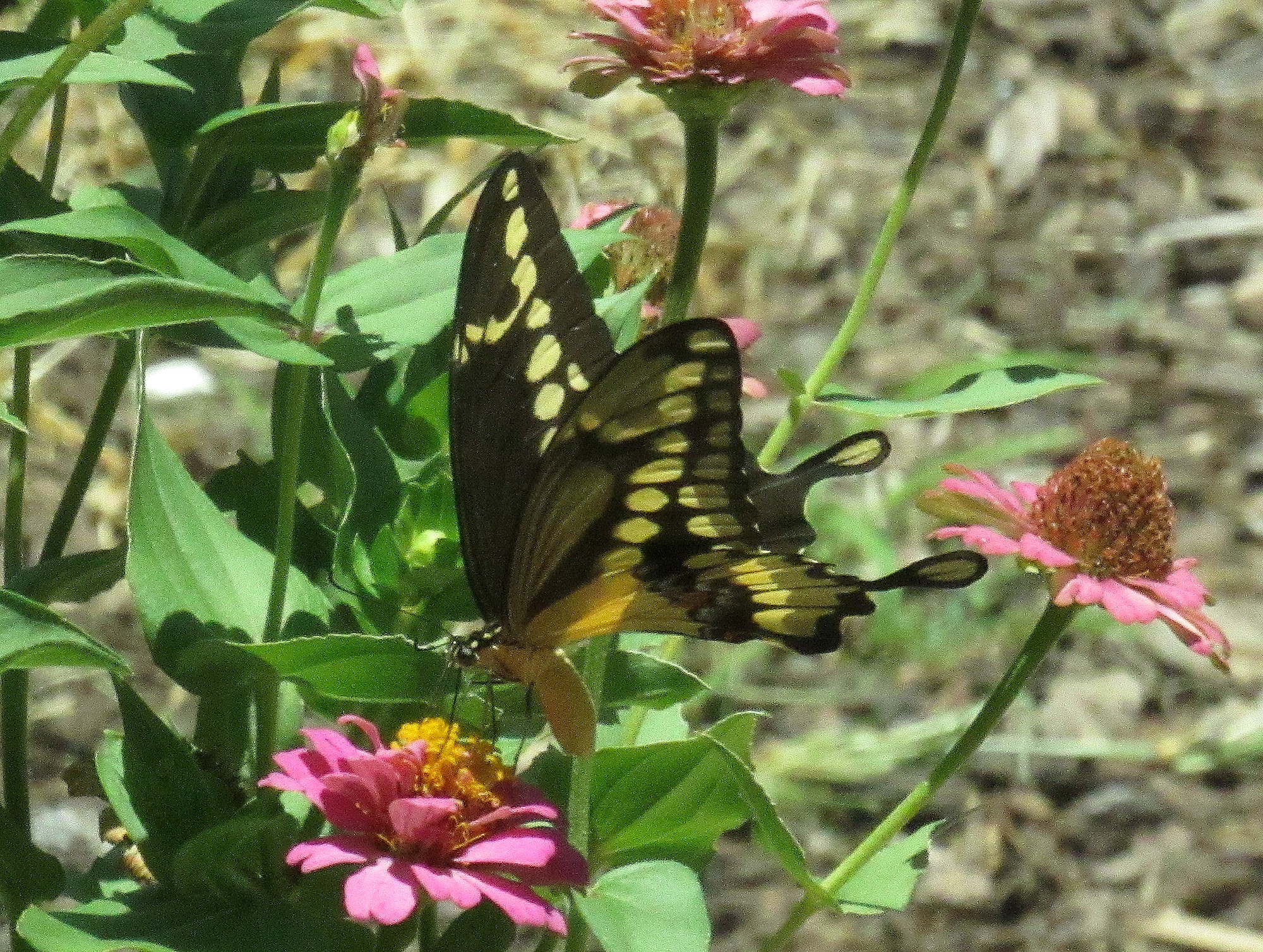 Giant Swalowtail b.jpg