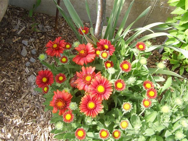 Gillardia Arizona Sun (Small).JPG