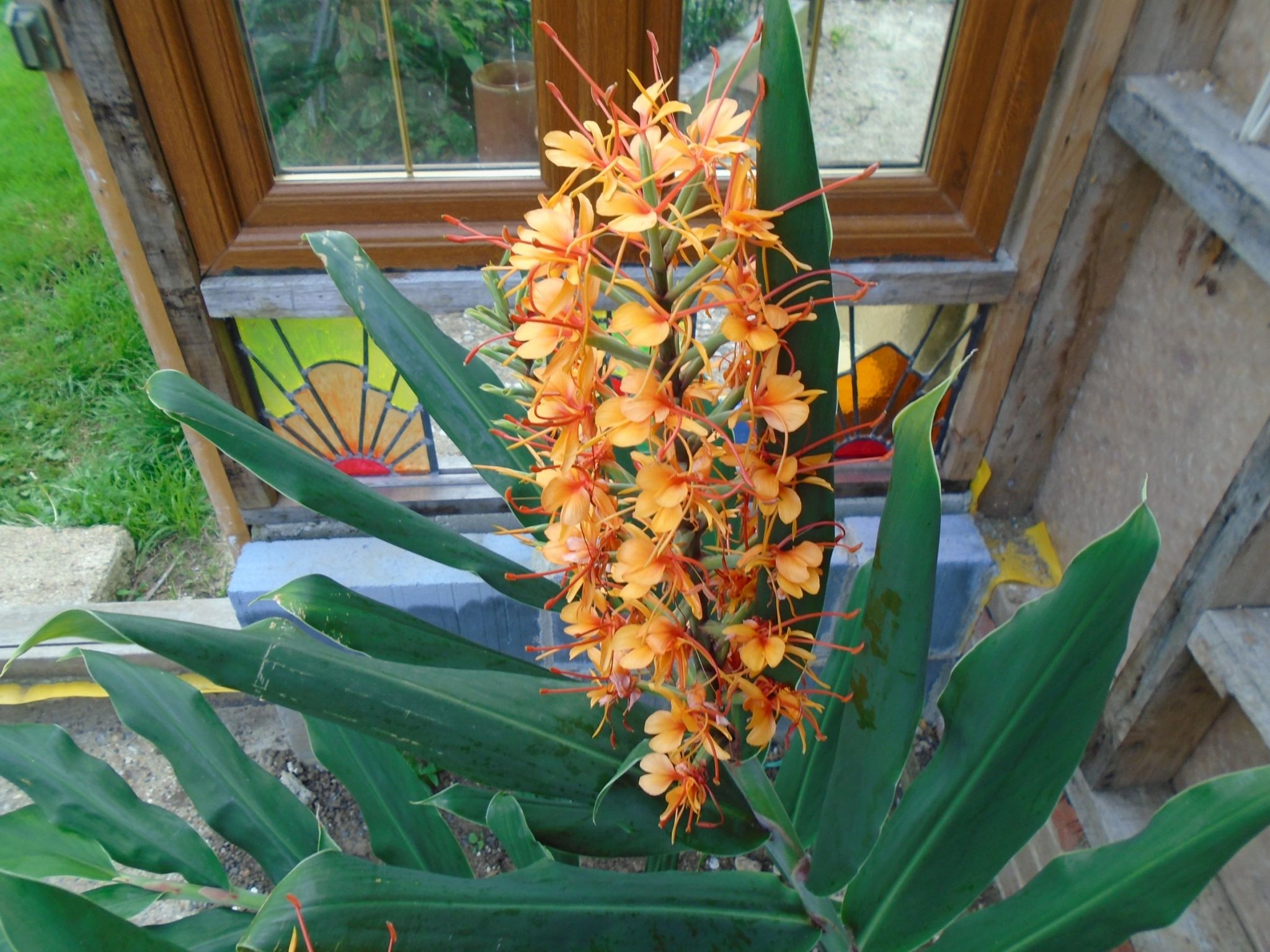 Ginger 4mp.JPG