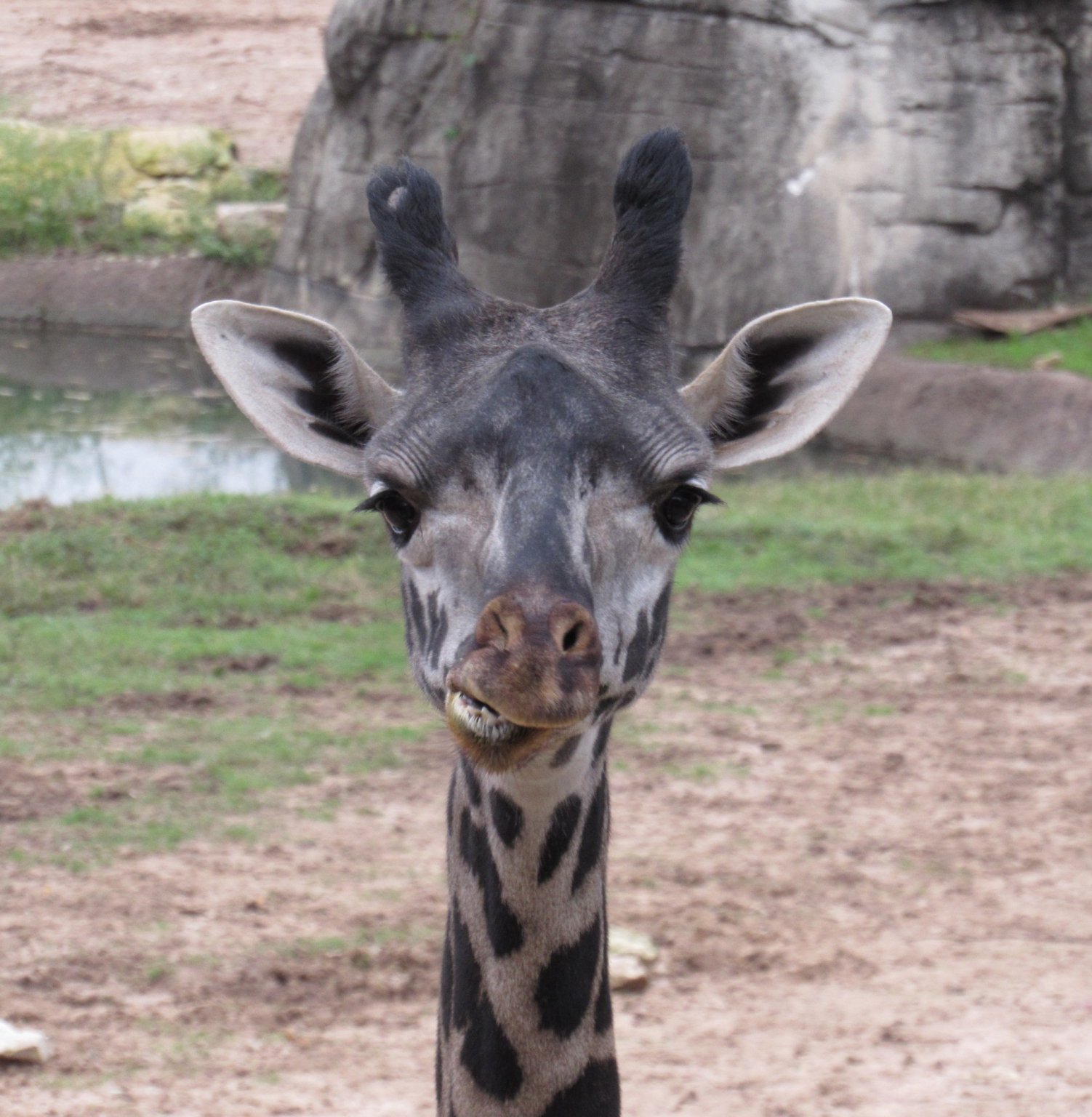 Giraffe 2.jpg