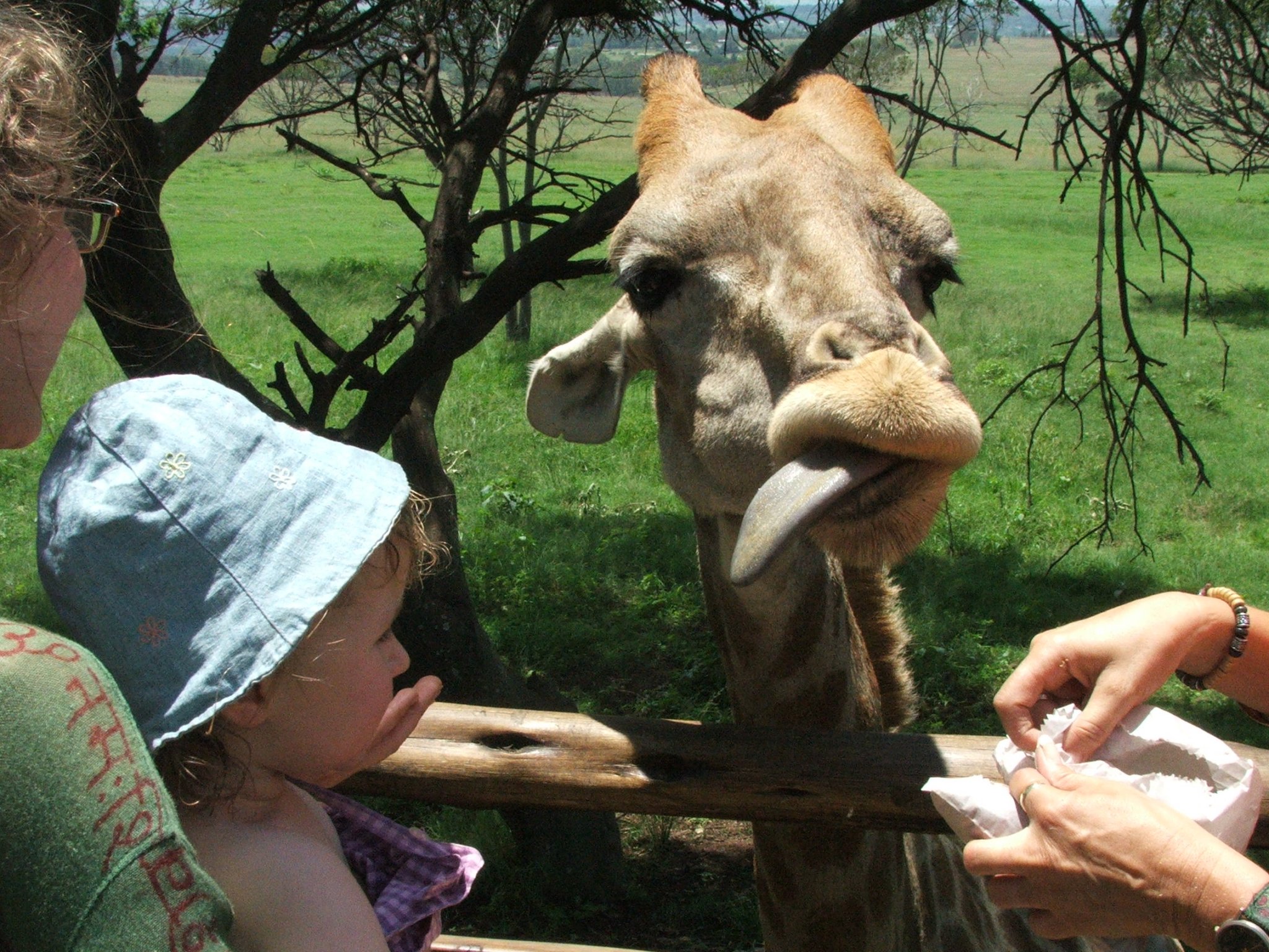 giraffe.jpg