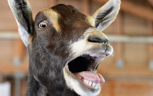 goat.jpg