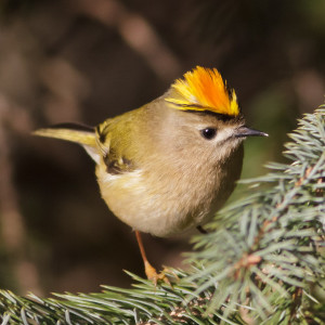 Goldcrest_male_300px.jpg