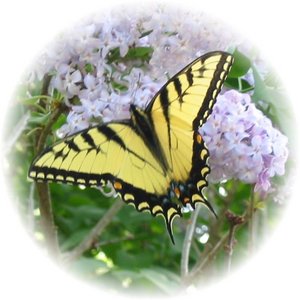 Golden Butterfly (2).jpg