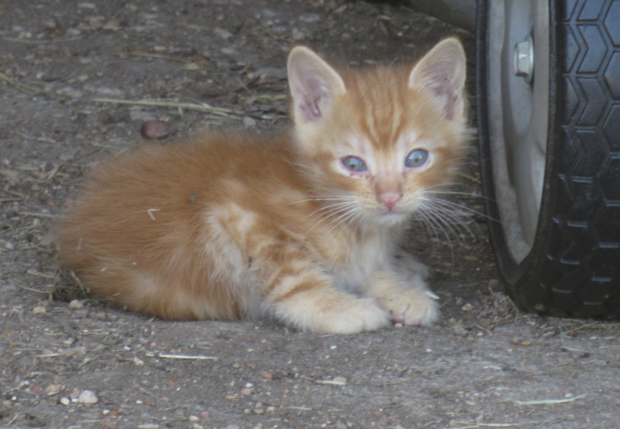 Golden kitten.jpg